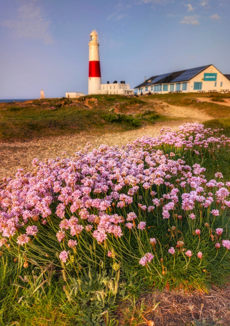 Portland Bill in Bloom by Jerry Rose