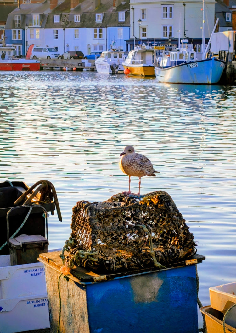 Weymouth Seagull by Jerry Rose