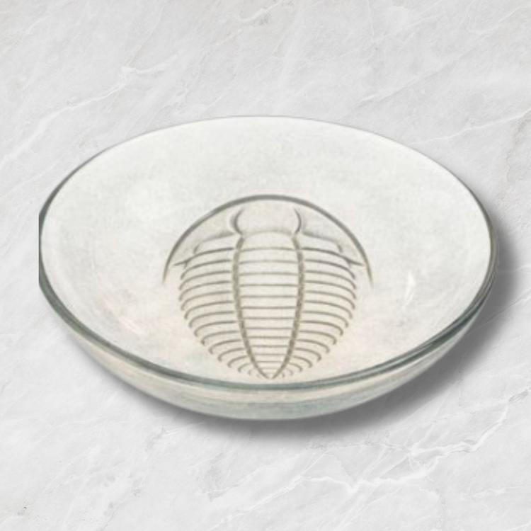 Trilobite designs